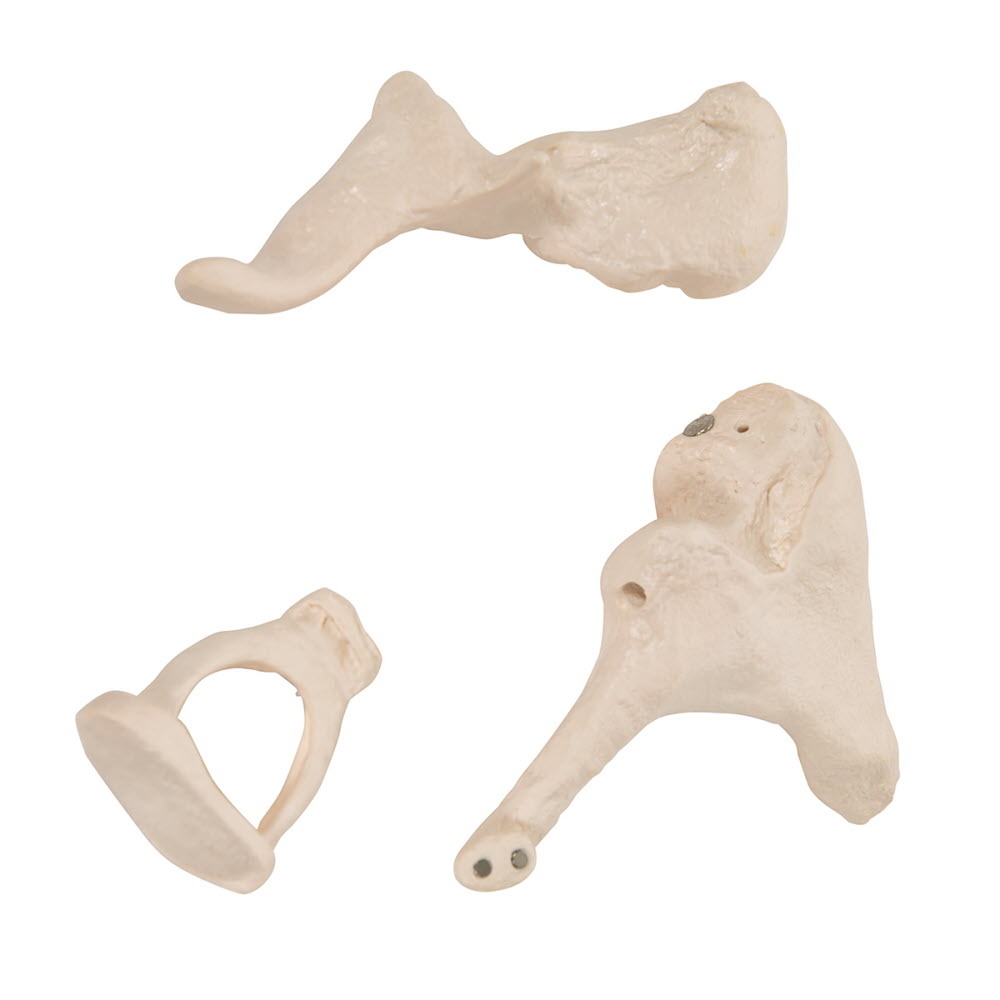 3B Scientific Gehoorbeentjes / ossicula auditus 20 maal vergroot, foto 4 van 6