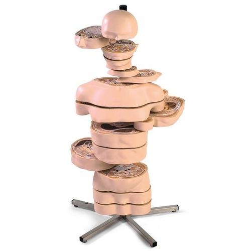 3B Scientific MRI Torso met 15 dwarsprofielen 130cm - 3B Scientific, foto 2 van 6