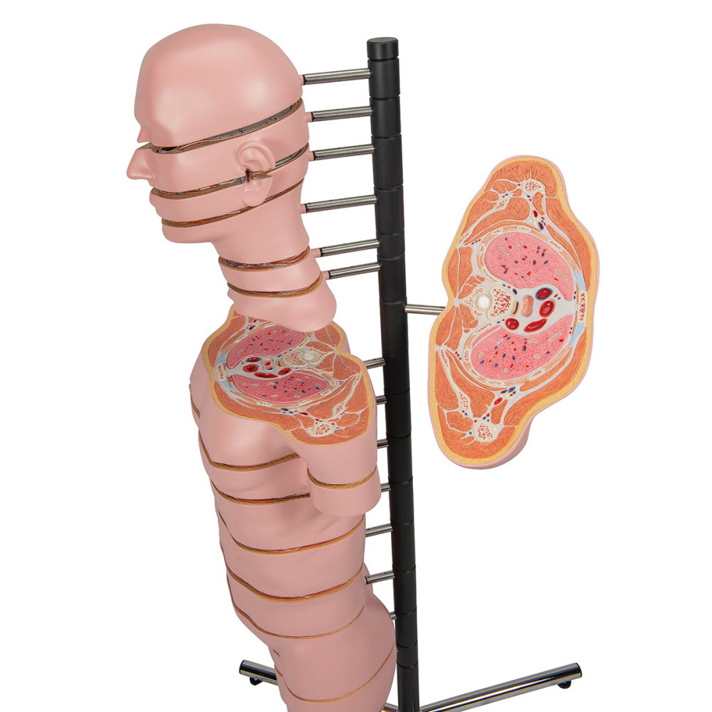 3B Scientific MRI Torso met 15 dwarsprofielen 130cm - 3B Scientific, foto 5 van 6