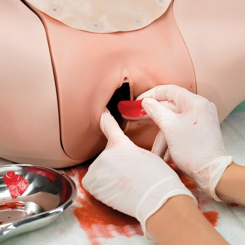 3B Scientific Hemorrhagia postpartum trainingsmodel - HPP trainingsmodel P97, foto 2 van 6