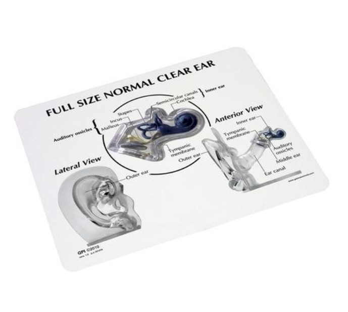 3B Scientific Anatomisch model van het Oor doorzichtig - 3B Scientific, foto 3 van 3