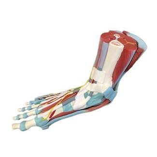 Anatomisch spiermodel van de voet met ligamenten, 7-delig, ware grootte - Budget model