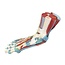 Anatomisch model van de voet met spieren en ligamenten, zenuwen en aderen - 7-delig, ware grootte