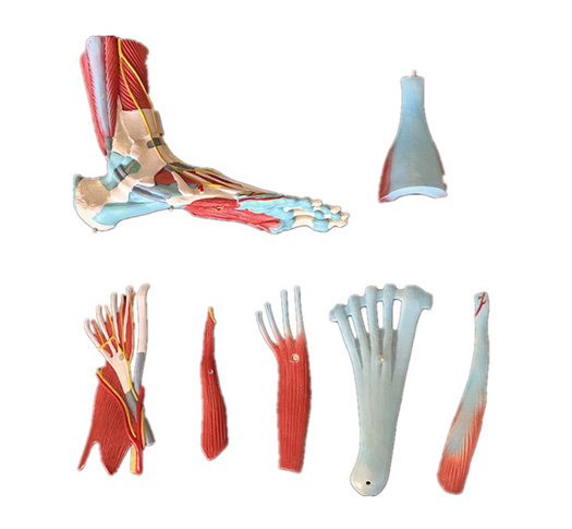 Anatomisch spiermodel van de voet met ligamenten, 7-delig, ware grootte, foto 2 van 2