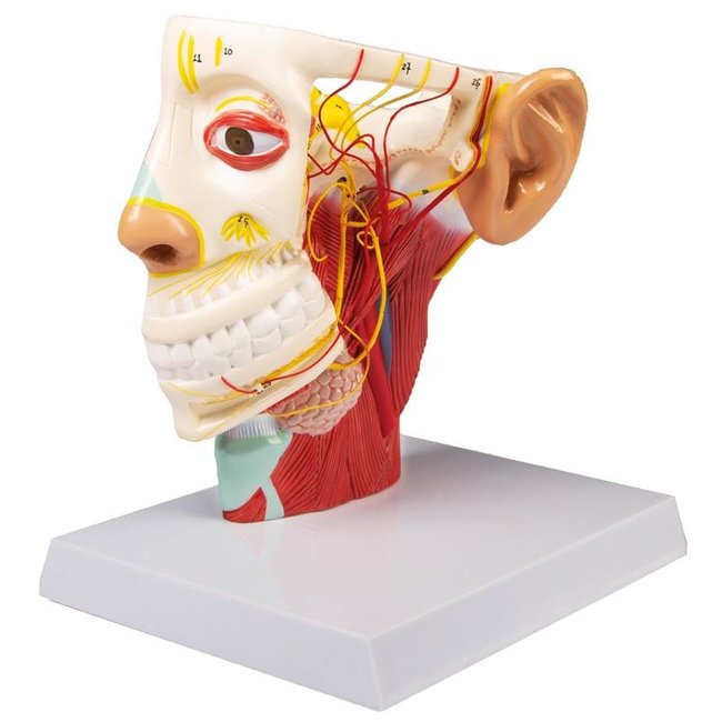 Erler Zimmer Anatomie model van de zenuwen van het menselijk hoofd - Erler Zimmer