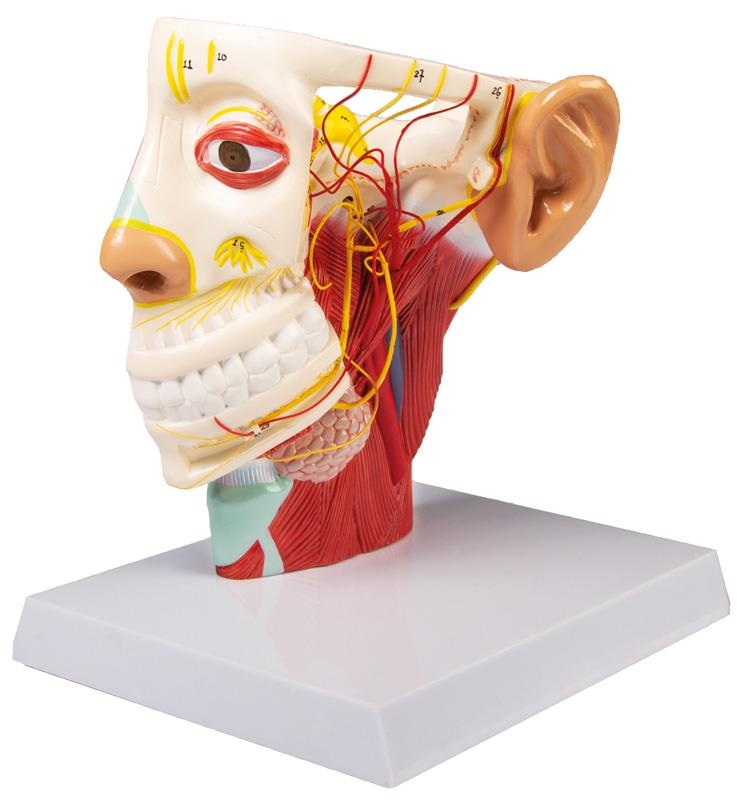 Erler Zimmer Anatomie model van de zenuwen van het menselijk hoofd - Erler Zimmer, foto 2 van 6