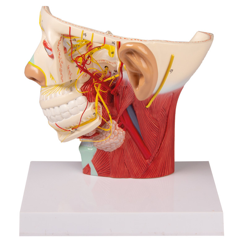 Erler Zimmer Anatomie model van de zenuwen van het menselijk hoofd - Erler Zimmer, foto 3 van 6