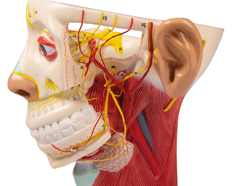 Erler Zimmer Anatomie model van de zenuwen van het menselijk hoofd - Erler Zimmer, foto 5 van 6
