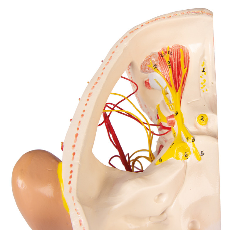 Erler Zimmer Anatomie model van de zenuwen van het menselijk hoofd - Erler Zimmer, foto 6 van 6