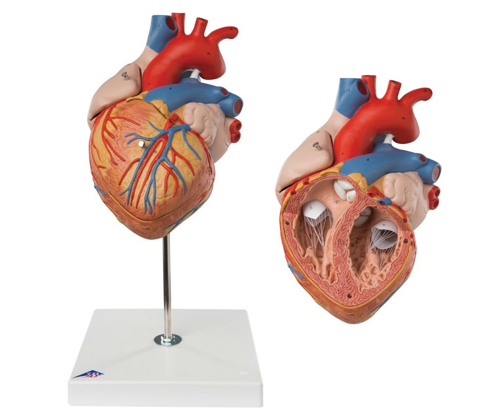 3B Scientific Hart model 4 delig extra groot - 3B Scientific