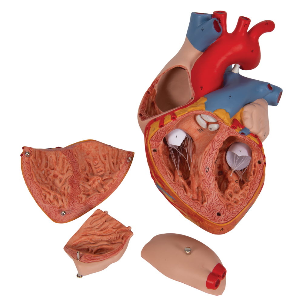 3B Scientific Hart model 4 delig extra groot - 3B Scientific, foto 4 van 6