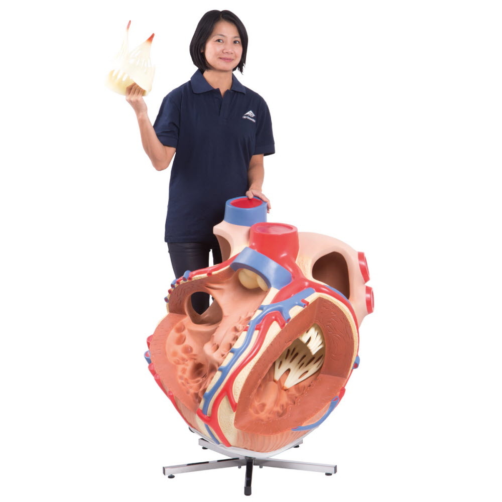 3B Scientific Extra groot model van het menselijk hart, foto 5 van 6