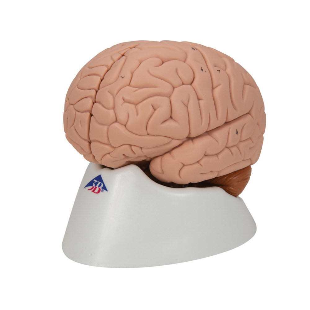 Anatomisch model van de hersenen 2 delig - 3B Scientific - - A. Vos en Zoons B.V