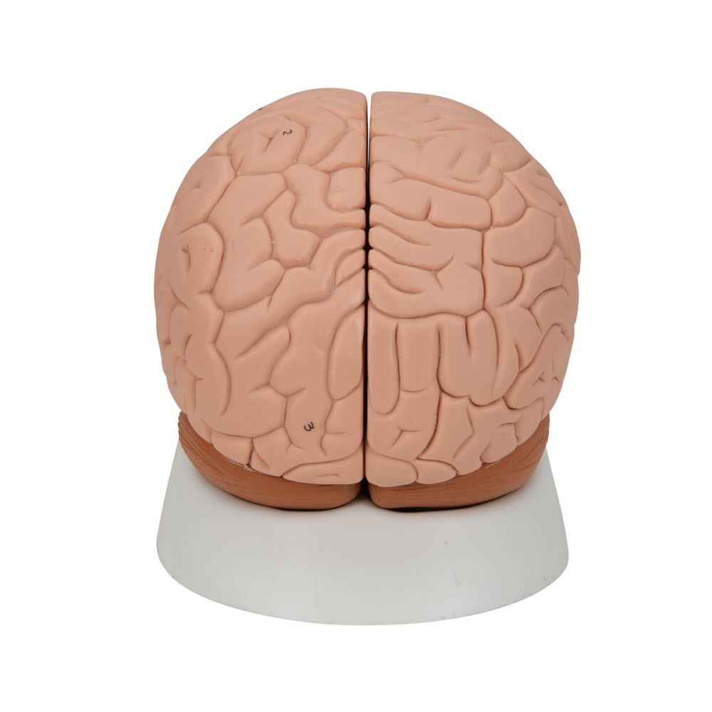 3B Scientific Anatomisch model van de hersenen 2 delig - 3B Scientific, foto 3 van 6