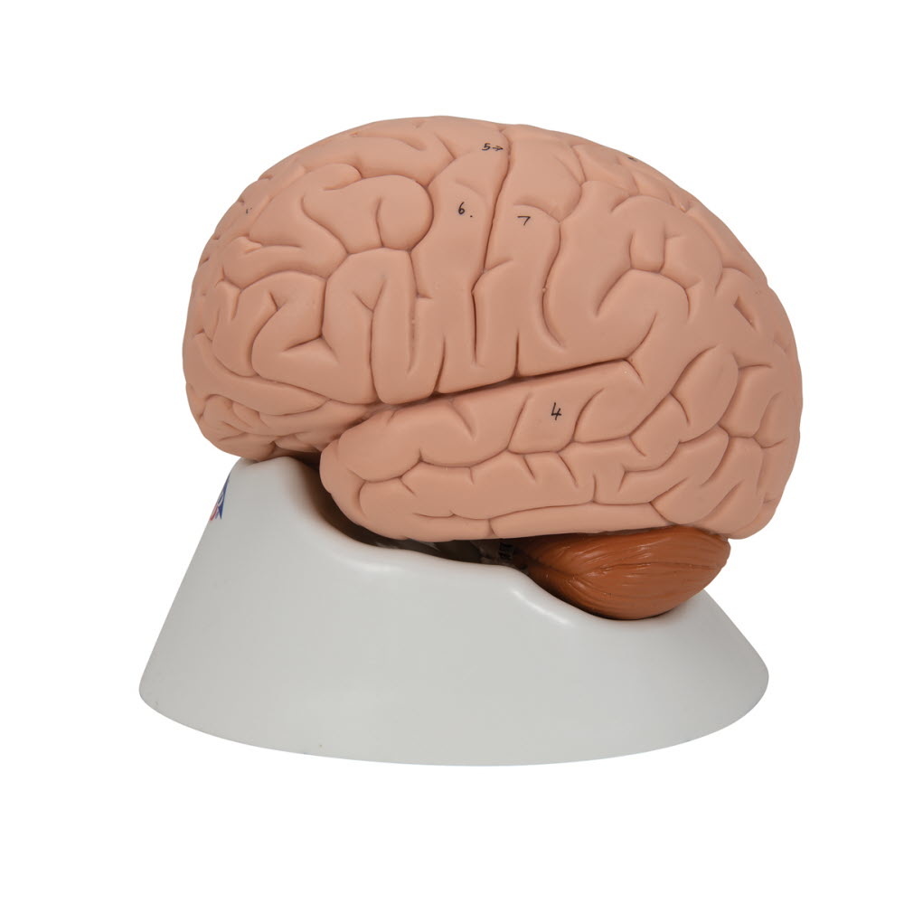 3B Scientific Anatomisch model van de hersenen 2 delig - 3B Scientific, foto 4 van 6