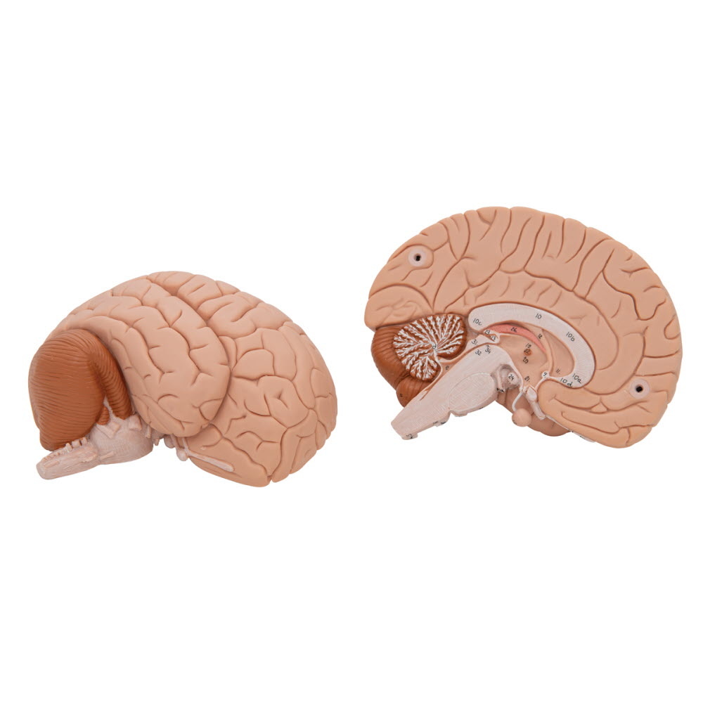 3B Scientific Anatomisch model van de hersenen 2 delig - 3B Scientific, foto 5 van 6