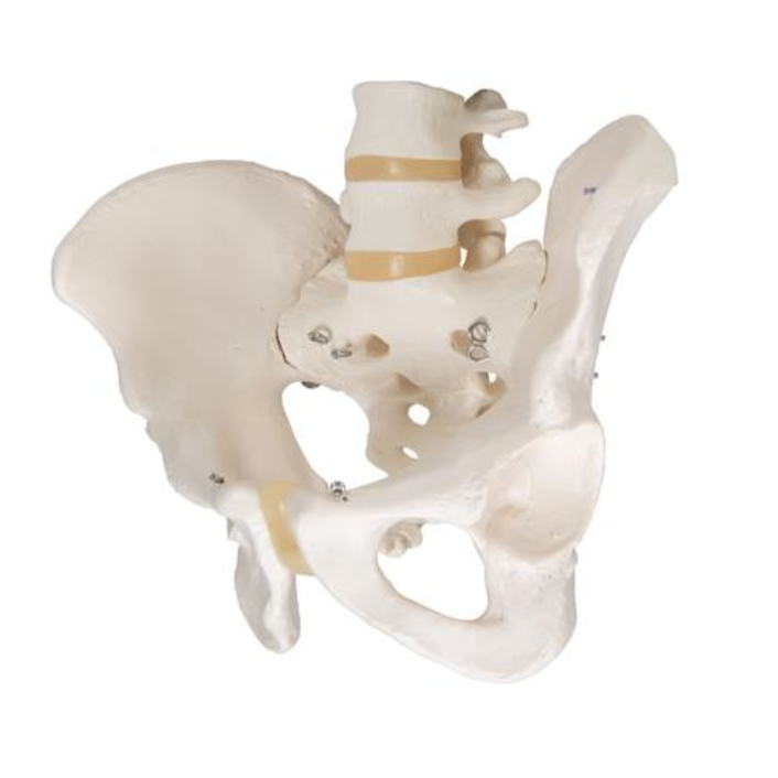 3B Scientific Anatomisch model van het mannelijk bekken - 3B Scientific, foto 2 van 5