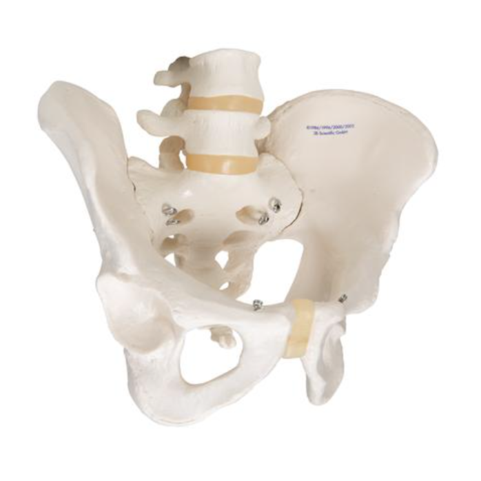 3B Scientific Anatomisch model van het mannelijk bekken - 3B Scientific, foto 3 van 5