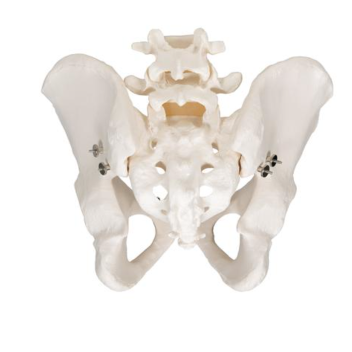 3B Scientific Anatomisch model van het mannelijk bekken - 3B Scientific, foto 4 van 5