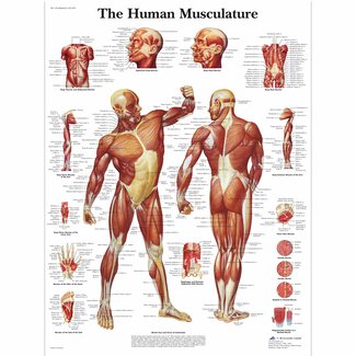 Anatomische Poster van de Spieren