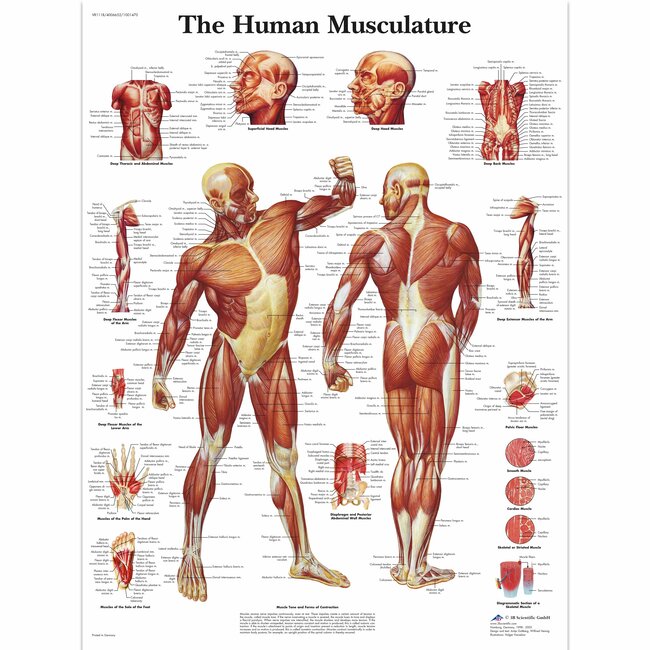 3B Scientific Anatomische Poster van de Spieren - Engels/ Latijn