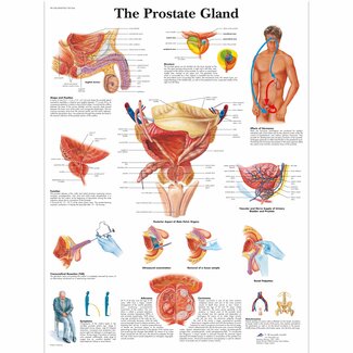 3B Scientific Anatomie Poster - Prostaat Engels/Latijn