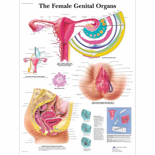 3B Scientific Anatomische poster Vrouwelijk Geslachtsorgaan/ Female Genital organs - Engels/Latijn