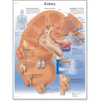 3B Scientific Anatomie poster - Nier Engels/Latijn