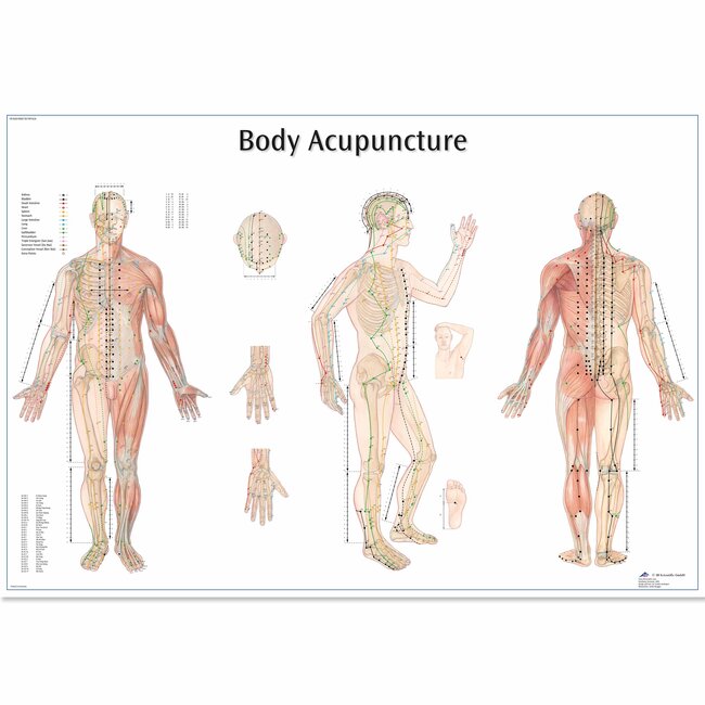 3B Scientific Anatomische Poster Body Acupuncture