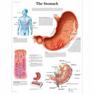 3B Scientific Anatomische Poster van de Maag