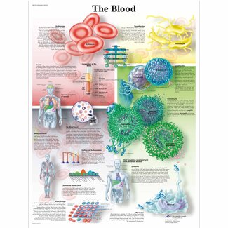 3B Scientific Anatomie Poster Bloed- Engels/Latijn