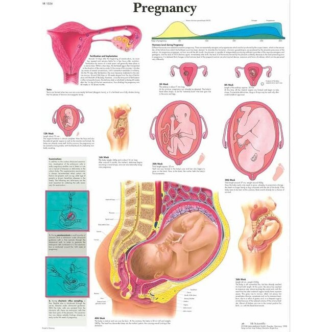 3B Scientific Anatomische Poster Zwangerschap