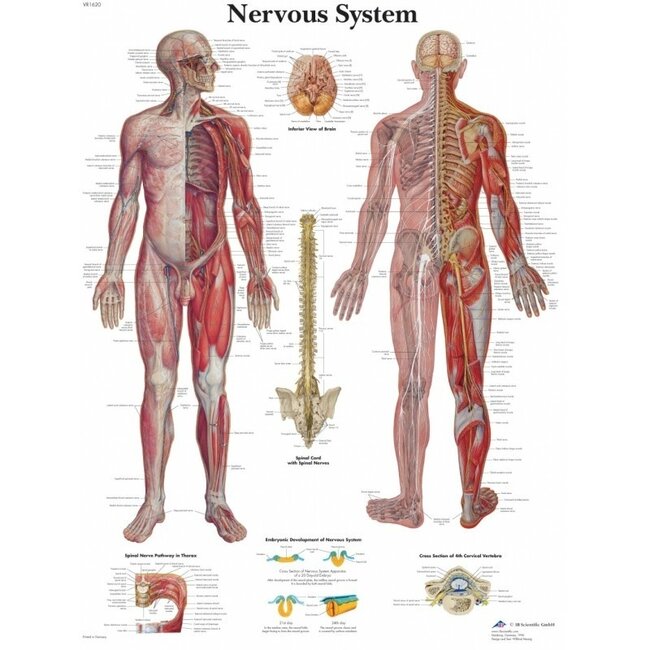 3B Scientific Anatomische Poster van het Zenuwstelsel/ Nervous system - Engels/Latijn