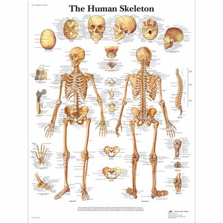 3B Scientific Anatomie Poster van het Skelet - Engels/Latijn