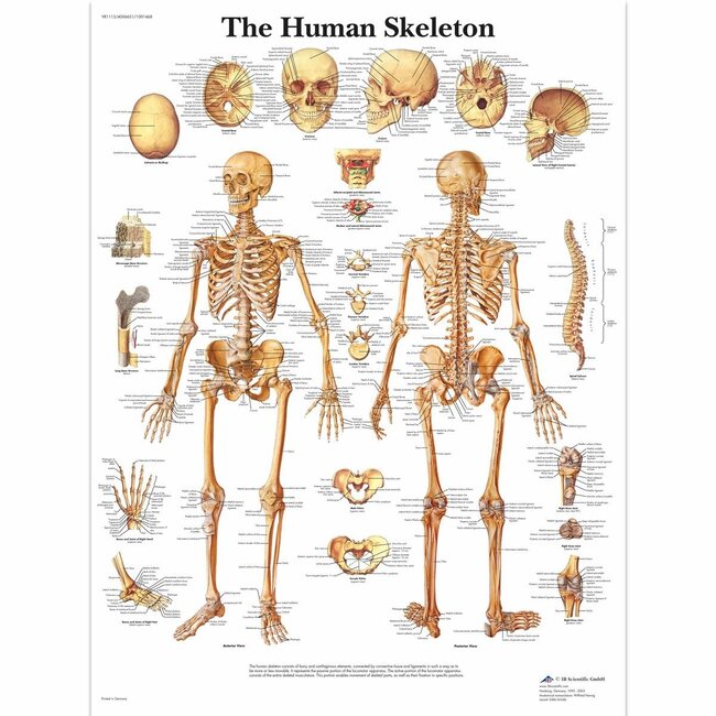 3B Scientific Anatomische Poster van het Skelet -  Engels/Latijn