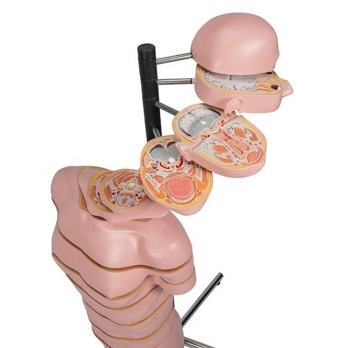 3B Scientific MRI Torso met 15 dwarsprofielen 130cm - 3B Scientific, foto 6 van 6