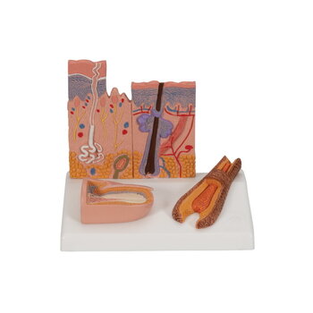 Anatomische modellen en posters pedicure
