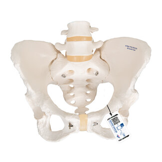 3B Scientific Anatomisch model van het vrouwelijk bekken - 3B Scientific