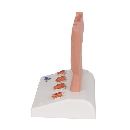 3B Scientific Prostaat model 1/2 ware grootte, foto 3 van 6