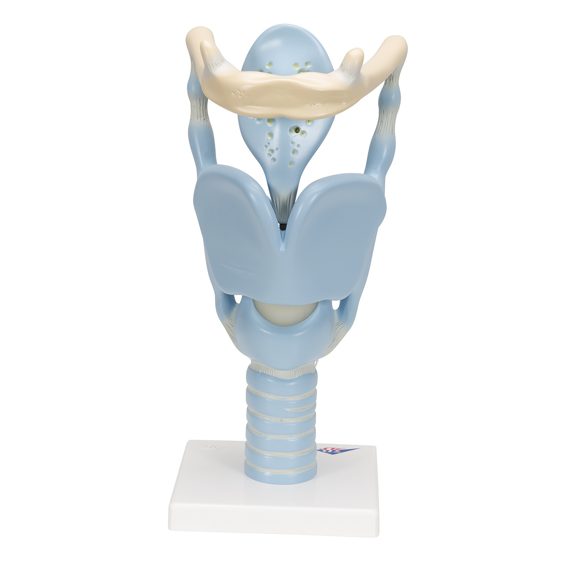 3B Scientific Functioneel model van de Larynx, 3 maal vergroot - 3B Scientific, foto 5 van 6