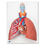3B Scientific Anatomisch model van de longen met de larynx en het hart 5 delig - 3B Scientific