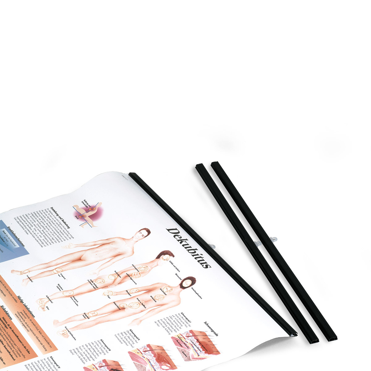 3B Scientific Ophangsysteem voor anatomische posters