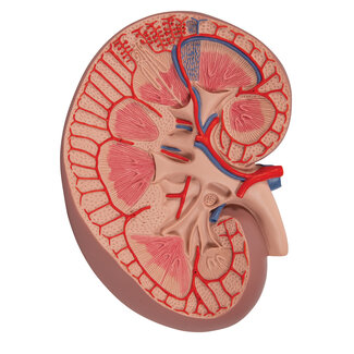 3B Scientific Anatomisch model van de Nier - 3B Scientific