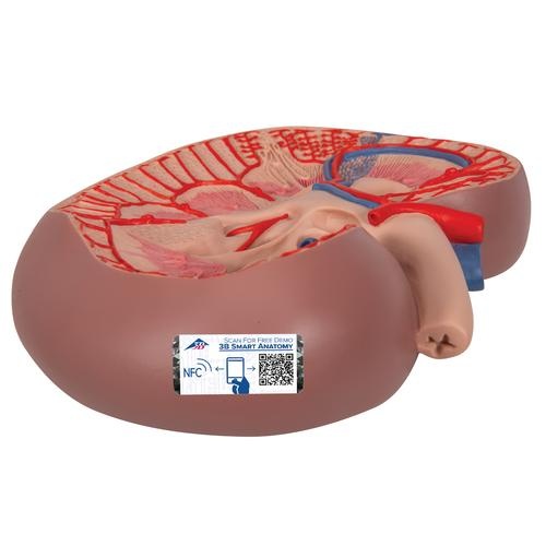 3B Scientific Anatomisch model van de Nier, foto 2 van 2