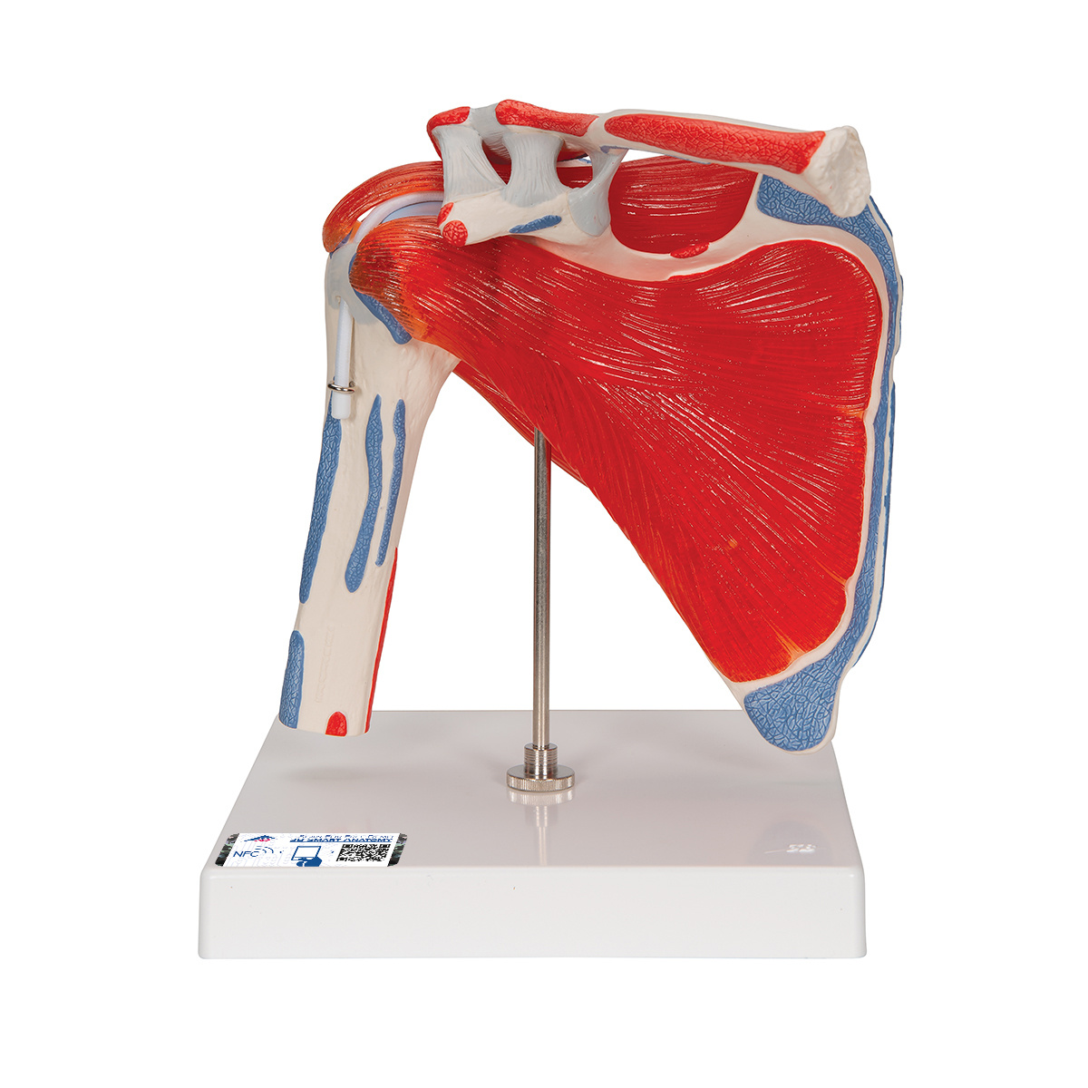 3B Scientific Spiermodel van de Schouder met Rotator Cuff, foto 2 van 6