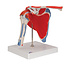 3B Scientific Spiermodel van de Schouder met Rotator Cuff