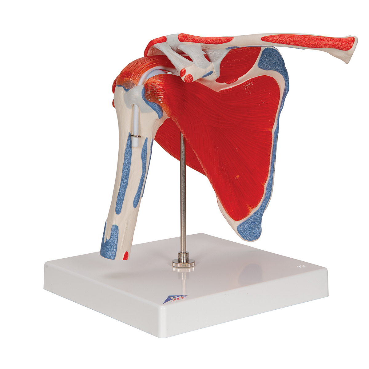 3B Scientific Spiermodel van de Schouder met Rotator Cuff