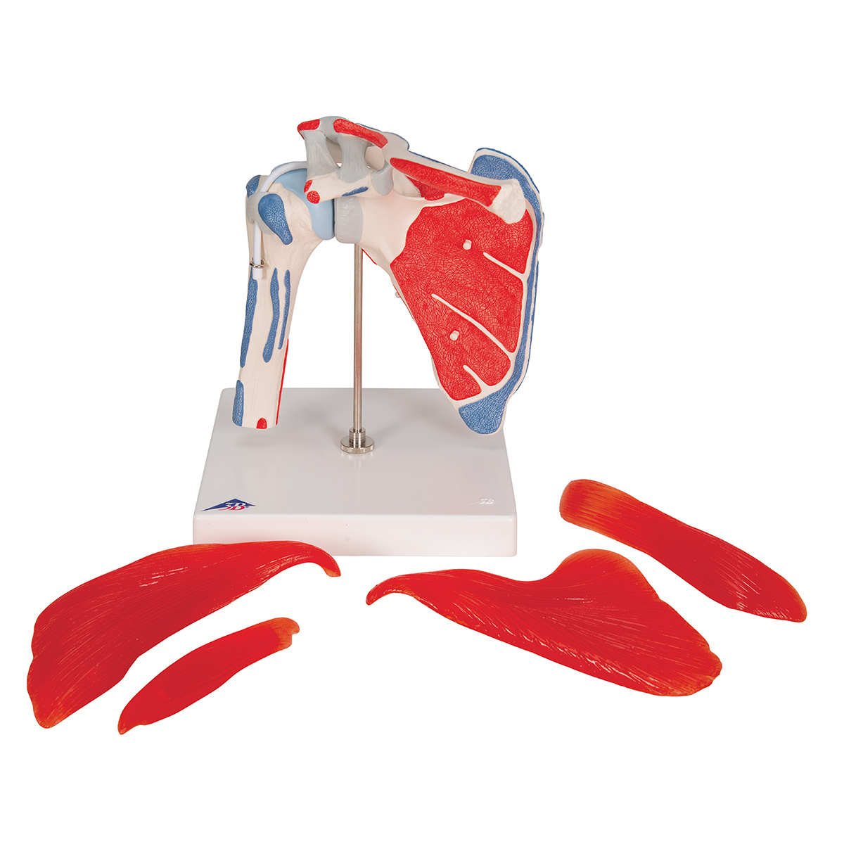 3B Scientific Spiermodel van de Schouder met Rotator Cuff, foto 4 van 6