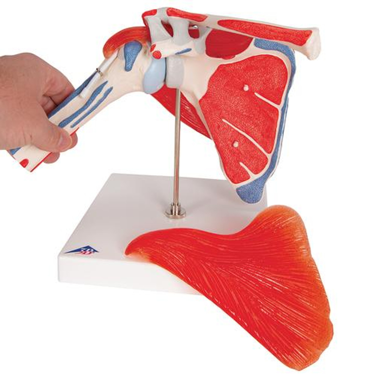 3B Scientific Spiermodel van de Schouder met Rotator Cuff, foto 5 van 6