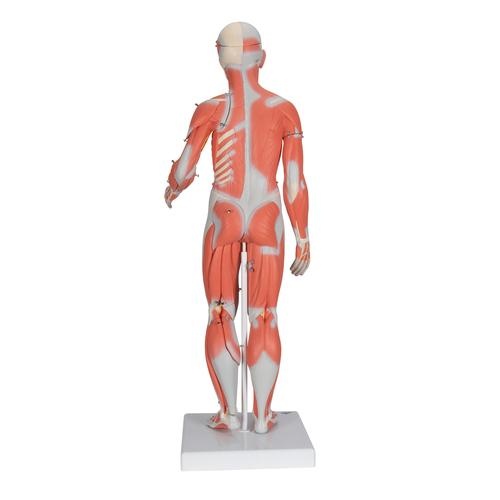 3B Scientific Spiermodel menselijk lichaam dualsex, 1/2 lifesize, 33-delig, foto 2 van 6